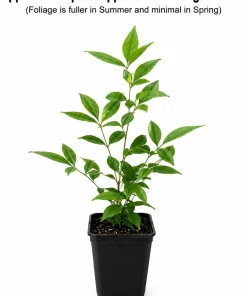 Dwarf Nandina Shrub Live Plant - 6-10" Tall - 3" Pot - Heavenly Bamboo - Image 2