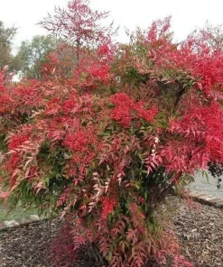 Dwarf Nandina Shrub Live Plant - 6-10