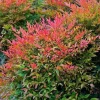 Dwarf Nandina Shrub Live Plant - 6-10" Tall - 3" Pot - Heavenly Bamboo - Image 1