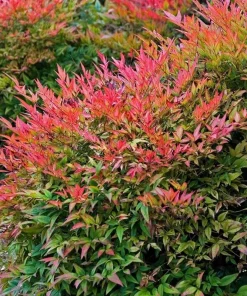 Dwarf Nandina Shrub Live Plant - 6-10" Tall - 3" Pot - Heavenly Bamboo - Image 1