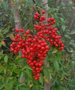 Dwarf Nandina Shrub Live Plant - 6-10
