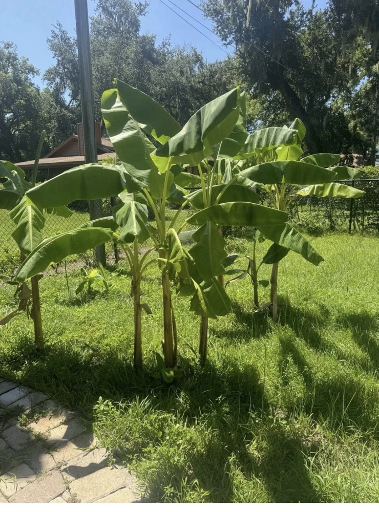 Dwarf Orinoco Plantain Tree Live Plant - Fruit Bearing, Tropical - Image 2