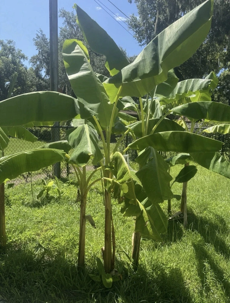 Dwarf Orinoco Plantain Tree Live Plant - Fruit Bearing, Tropical - Image 3
