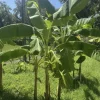 Dwarf Orinoco Plantain Tree Live Plant - Fruit Bearing, Tropical - Image 1