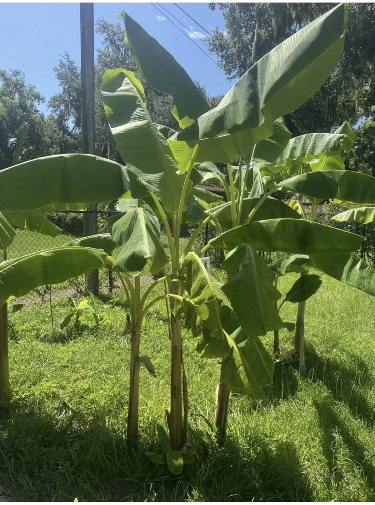 Dwarf Orinoco Plantain Tree Live Plant - Fruit Bearing, Tropical - Image 1