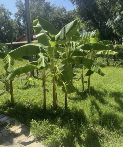 Dwarf Orinoco Plantain Tree Live Plant - Organic Banana Tree for Home Garden - Image 2