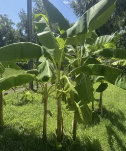 Dwarf Orinoco Plantain Tree Live Plant - Organic Banana Tree for Home Garden - Image 1