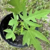 Dwarf Papaya Tree - Organic Sunrise Variety Live Plant in Pot - Image 1