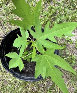 Dwarf Papaya Tree - Organic Sunrise Variety Live Plant in Pot - Image 1