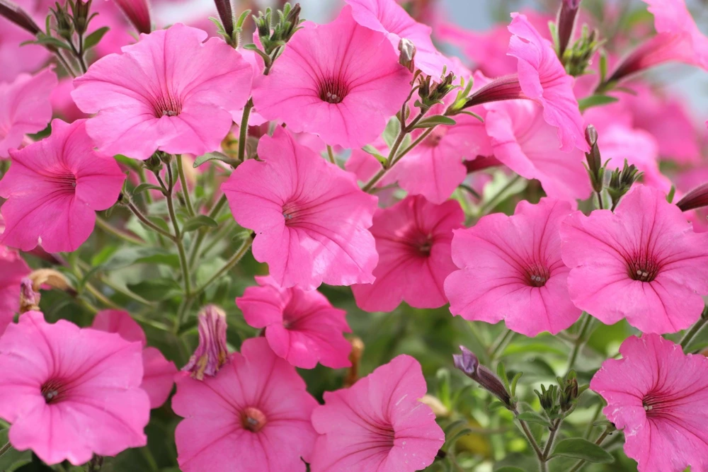 Dwarf Petunia Flower Seeds - 250 Mixed Colors Pink Red Purple White Bicolor - Image 10