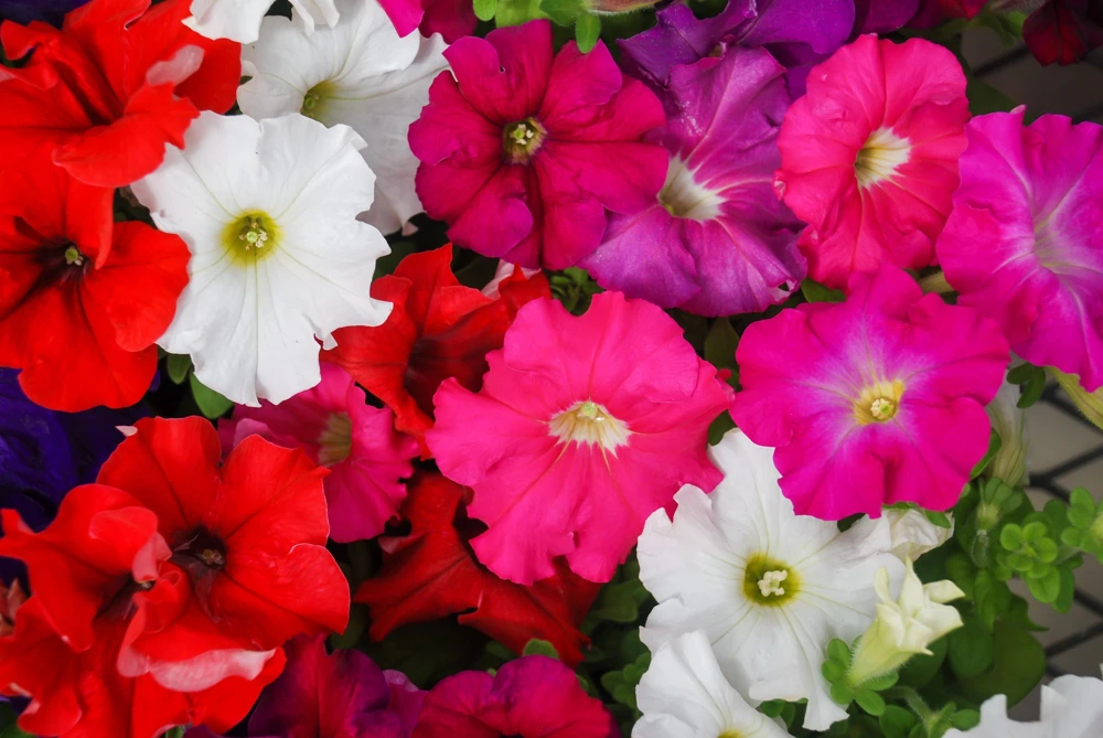 Dwarf Petunia Flower Seeds - 250 Mixed Colors Pink Red Purple White Bicolor - Image 2