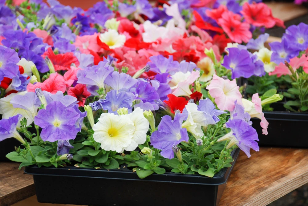 Dwarf Petunia Flower Seeds - 250 Mixed Colors Pink Red Purple White Bicolor - Image 3