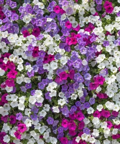 Dwarf Petunia Flower Seeds - 250 Mixed Colors Pink Red Purple White Bicolor - Image 4