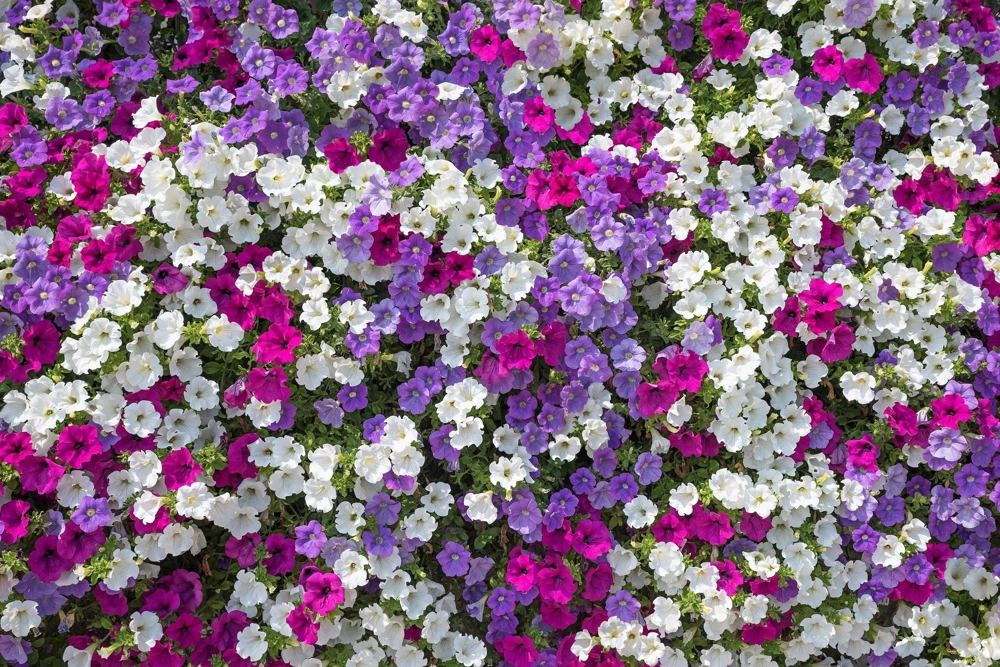 Dwarf Petunia Flower Seeds - 250 Mixed Colors Pink Red Purple White Bicolor - Image 4