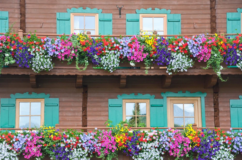Dwarf Petunia Flower Seeds - 250 Mixed Colors Pink Red Purple White Bicolor - Image 5