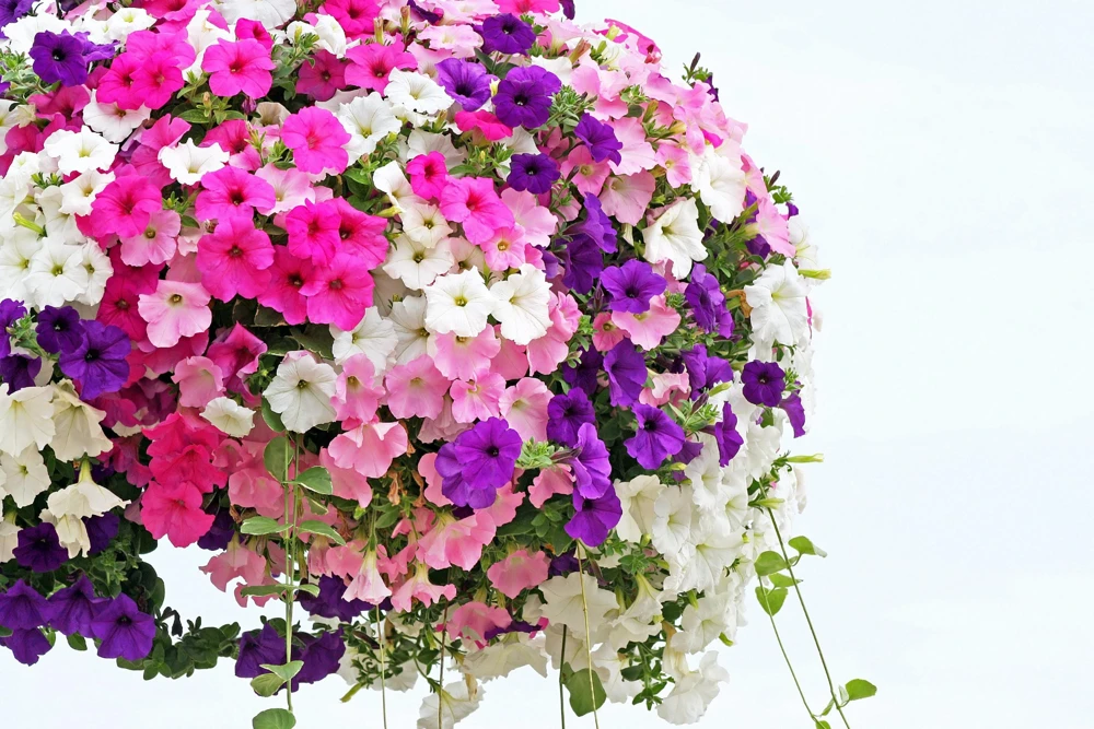 Dwarf Petunia Flower Seeds - 250 Mixed Colors Pink Red Purple White Bicolor - Image 6