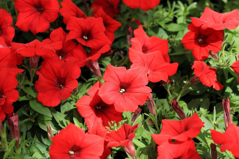 Dwarf Petunia Flower Seeds - 250 Mixed Colors Pink Red Purple White Bicolor - Image 7