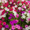 Dwarf Petunia Flower Seeds - 250 Mixed Colors Pink Red Purple White Bicolor - Image 1