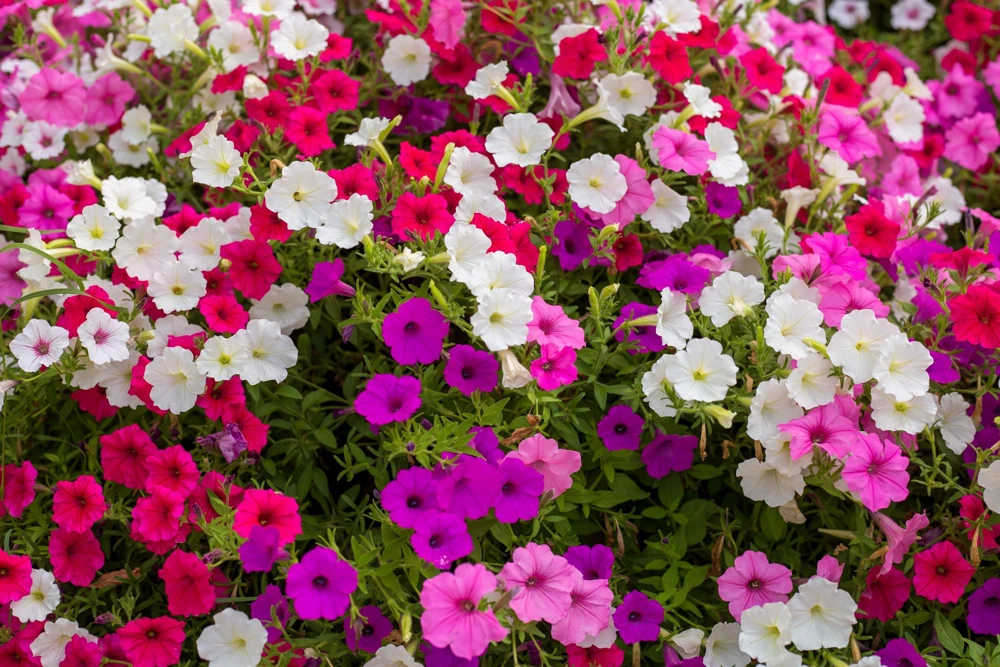 Dwarf Petunia Flower Seeds - 250 Mixed Colors Pink Red Purple White Bicolor - Image 1