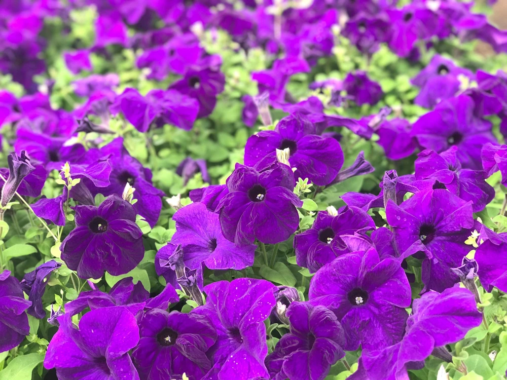 Dwarf Petunia Flower Seeds - 250 Mixed Colors Pink Red Purple White Bicolor - Image 8