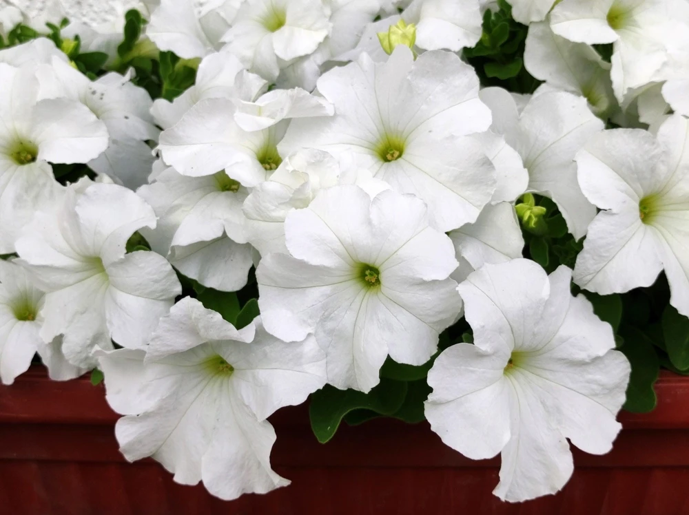 Dwarf Petunia Flower Seeds - 250 Mixed Colors Pink Red Purple White Bicolor - Image 9