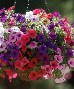 Dwarf Petunia Seed Mix - 250 Seeds - Compact Colorful Blooms - Image 3