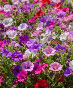 Dwarf Petunia Seed Mix - 250 Seeds - Compact Colorful Blooms - Image 4