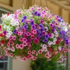 Dwarf Petunia Seed Mix - 250 Seeds - Compact Colorful Blooms - Image 1