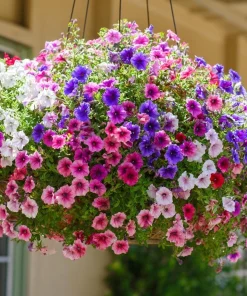 Dwarf Petunia Seed Mix - 250 Seeds - Compact Colorful Blooms - Image 1