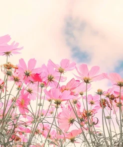 Dwarf Pink Cosmos Flower Seeds – 300 Cosmos Bipinnatus Seeds – Easy to Grow Outdoor - Image 5