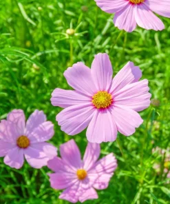 Dwarf Pink Cosmos Flower Seeds – 300 Cosmos Bipinnatus Seeds – Easy to Grow Outdoor - Image 6