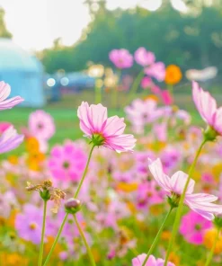 Dwarf Pink Cosmos Flower Seeds – 300 Cosmos Bipinnatus Seeds – Easy to Grow Outdoor - Image 7