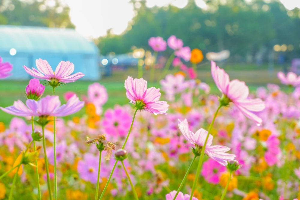 Dwarf Pink Cosmos Flower Seeds – 300 Cosmos Bipinnatus Seeds – Easy to Grow Outdoor - Image 7