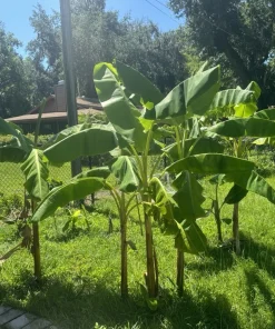 Dwarf Puerto Rican Plantain Live Plant - Cooking Plantain Tree - Image 2
