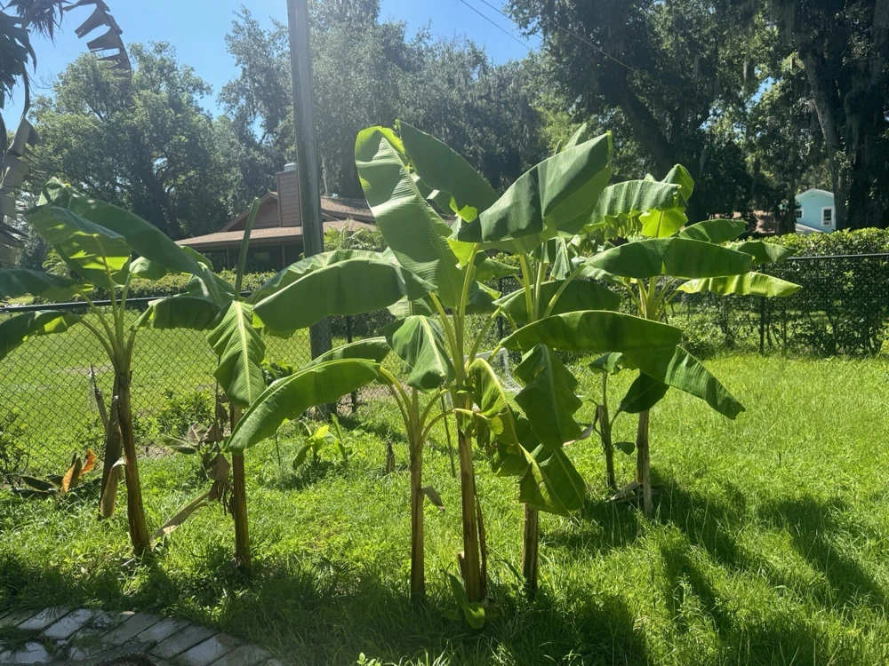Dwarf Puerto Rican Plantain Live Plant - Cooking Plantain Tree - Image 2