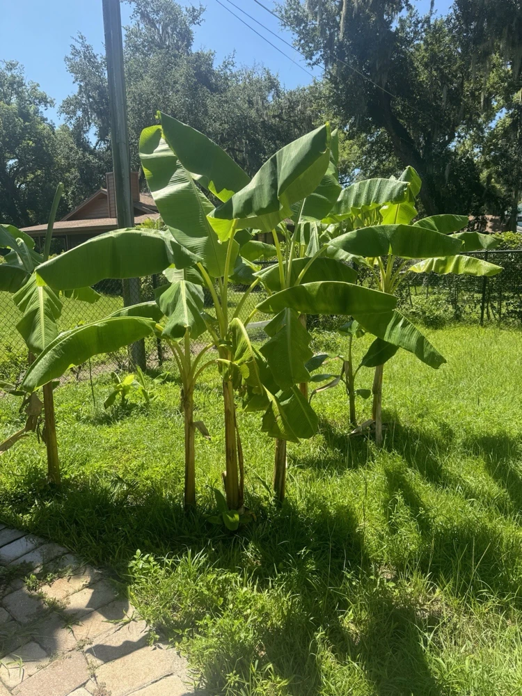 Dwarf Puerto Rican Plantain Live Plant - Cooking Plantain Tree - Image 3