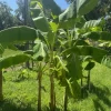 Dwarf Puerto Rican Plantain Live Plant - Cooking Plantain Tree - Image 1