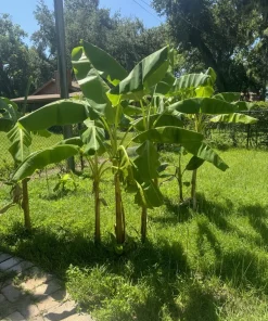 Dwarf Puerto Rican Plantain Live Plant - Organic Cooking Banana Tree - Image 3