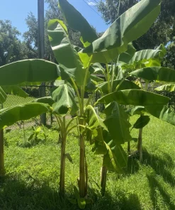 Dwarf Puerto Rican Plantain Live Plant - Organic Cooking Banana Tree - Image 1