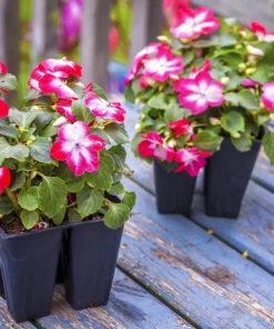 Dwarf Red Star Impatiens Seeds - Red & White Shade Flower - 10 Seeds - Image 2