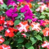 Dwarf Red Star Impatiens Seeds - Red & White Shade Flower - 10 Seeds - Image 1