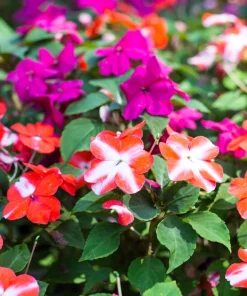 Dwarf Red Star Impatiens Seeds - Red & White Shade Flower - 10 Seeds - Image 1