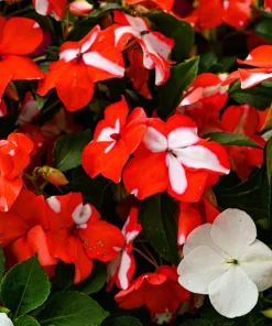 Dwarf Red Star Impatiens Seeds - Red & White Shade Flower - 10 Seeds - Image 3