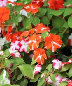 Dwarf Red Star Impatiens Seeds - Red & White Shade Flower - 10 Seeds - Image 4