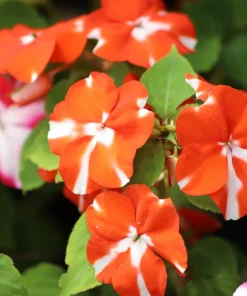 Dwarf Red Star Impatiens Seeds - Red & White Shade Flower - 10 Seeds - Image 5