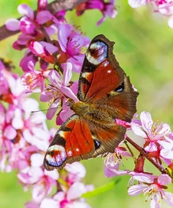 Dwarf Russian Almond Seeds - Prunus Tenella Rose Red Fragrant Shrub - 5 Seeds - Image 10