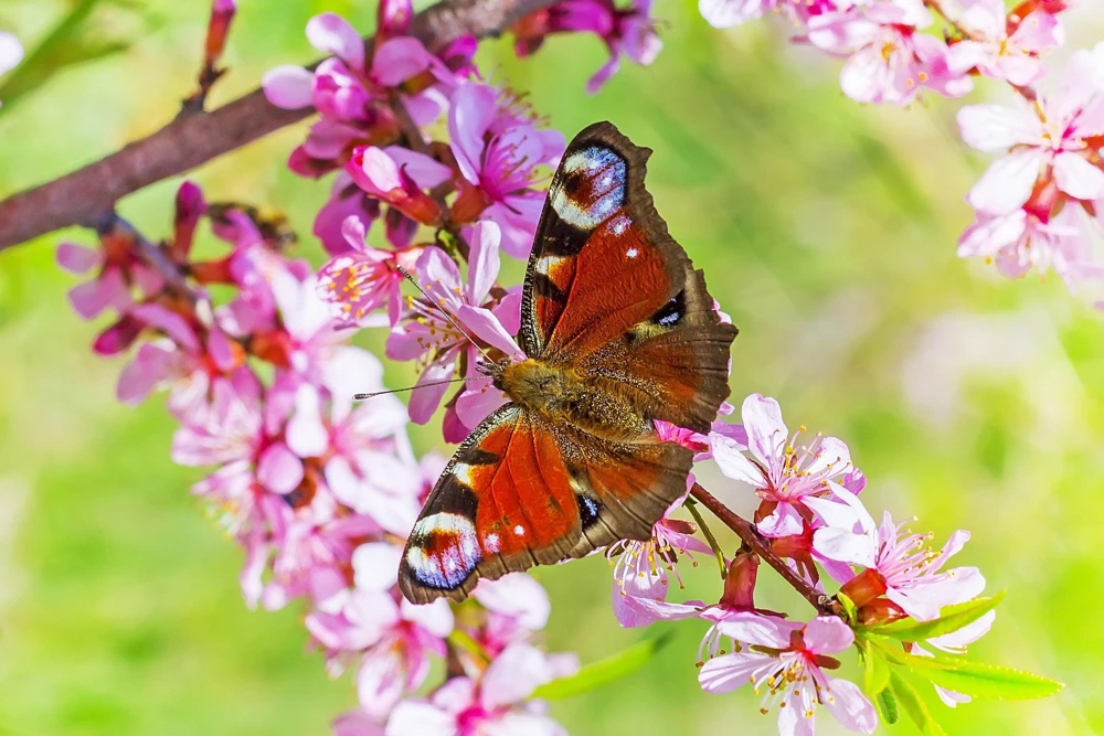 Dwarf Russian Almond Seeds - Prunus Tenella Rose Red Fragrant Shrub - 5 Seeds - Image 10