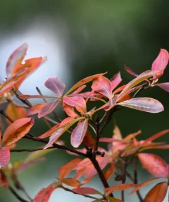 Dwarf Russian Almond Seeds - Prunus Tenella Rose Red Fragrant Shrub - 5 Seeds - Image 11