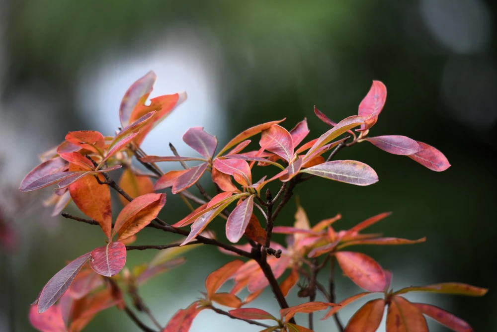 Dwarf Russian Almond Seeds - Prunus Tenella Rose Red Fragrant Shrub - 5 Seeds - Image 11