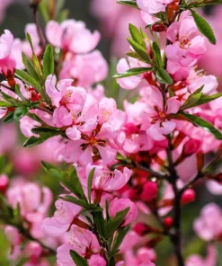 Dwarf Russian Almond Seeds - Prunus Tenella Rose Red Fragrant Shrub - 5 Seeds - Image 12
